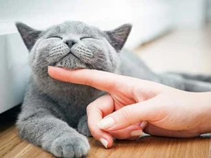 Giải mã giấc mơ: Nằm mơ thấy mèo là điềm lành hay điềm dữ?