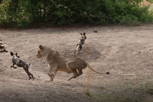 CLIP: Đàn chó hoang bỏ chạy hoảng loạn khi bị sư tử tấn công