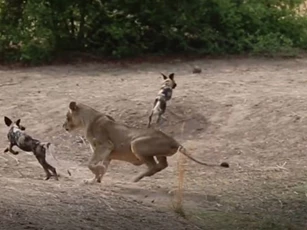 CLIP: Đàn chó hoang bỏ chạy hoảng loạn khi bị sư tử tấn công