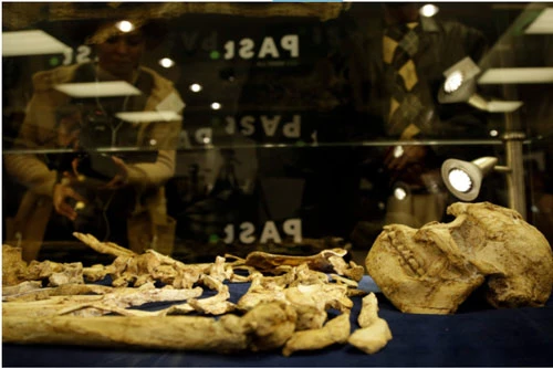 Các hóa thạch của loài vượn người phương Nam gần như đã được tìm thấy đầy đủ để hoàn thành bộ “Little Foot” (tạm dịch: Những bước đi nhỏ), được trưng bày tại trường đại học Witwatersrand ở Johannesburg, Nam Phi.