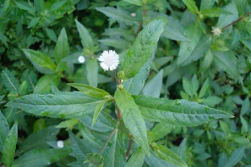 Cây nhọ nồi - thảo dược không hiếm nhưng quý vô cùng