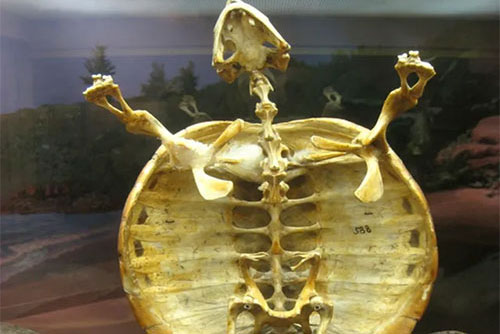 Loạt sự thật thú vị giải đáp những thắc mắc muôn thuở