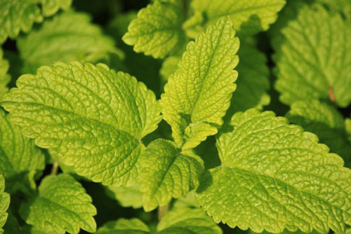 Từ điều trị mất ngủ đến ngăn ngừa ung thư, lá tía tô đất là thảo dược cực kỳ tốt cho sức khỏe