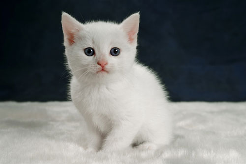 Dự đoán tử vi tuần mới (3-9/8/2020) cho 12 con giáp: Tuổi Dần sự nghiệp thăng tiến, tuổi Mão ‘đen tình’