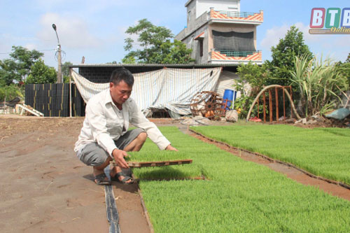 Thái Bình: Làm giàu từ tích tụ ruộng đất