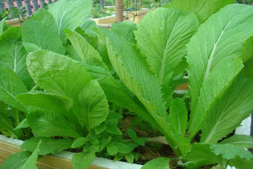 Tự trồng rau cải xanh mơn mởn ngay tại nhà ăn "thả ga" cũng không hết