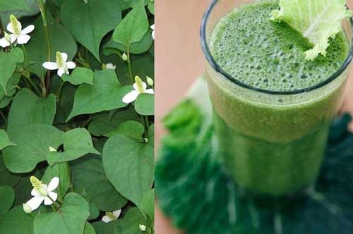 Giảm cân siêu nhanh chỉ bằng một nắm rau diếp cá