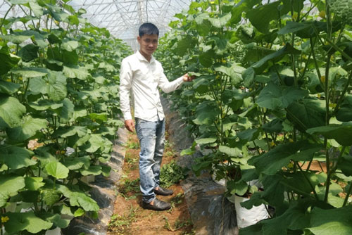 Nghệ An: Làm giàu từ mô hình trồng dưa lưới