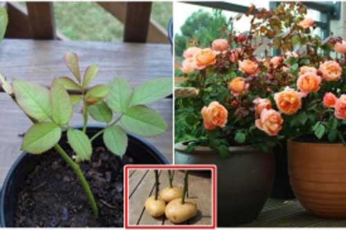 "Hô biến" 1 cành hồng thành chậu hoa hồng cực lớn, nở rộ thơm ngát quanh năm đến nhà ai cũng phải khen