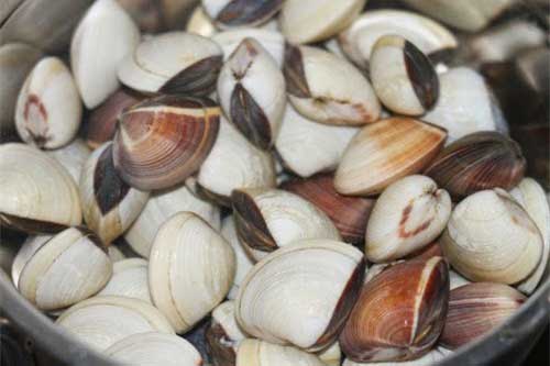 Thêm vài giọt này vào nước ngâm, ngao nhả sạch cát giúp món ăn trở nên hoàn hảo