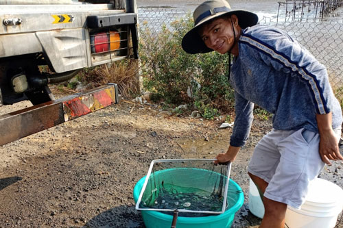 Khánh Hòa: Ương cá bớp giống kiếm hàng trăm triệu đồng/ha