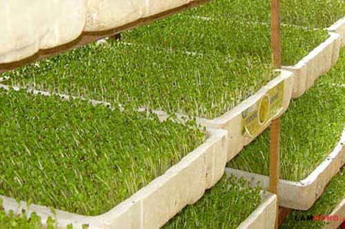 Cách trồng rau mầm trong thùng xốp đơn giản tại nhà
