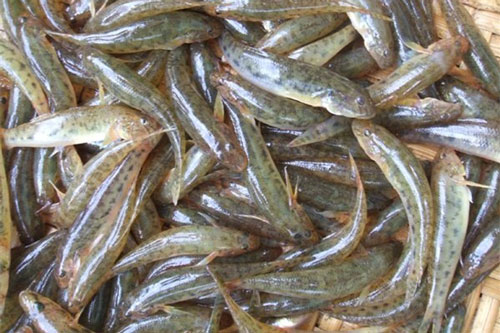 Những loại thực phẩm quen thuộc chứa chất kịch độc bạn nhất định phải biết