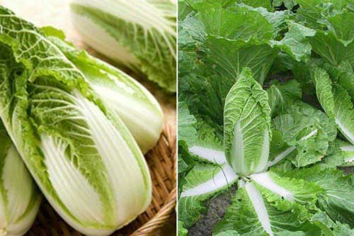 Cách trồng cải thảo trong thùng xốp đơn giản nhất