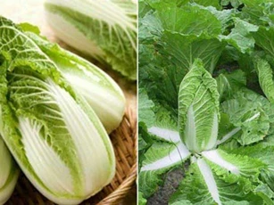 Cách trồng cải thảo trong thùng xốp đơn giản nhất
