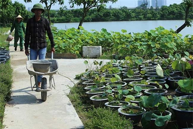 Trung tâm trồng và nghiên cứu sen tại Gia Lâm