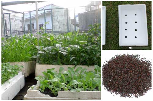 Mách bạn bí quyết trồng rau bằng thùng xốp vừa xanh vừa ngọt, ăn quanh năm không hết