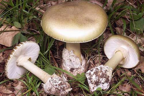 12 thực phẩm chứa chất độc tự nhiên, chế biến sai cách dễ gây hại cả nhà, hãy cẩn trọng