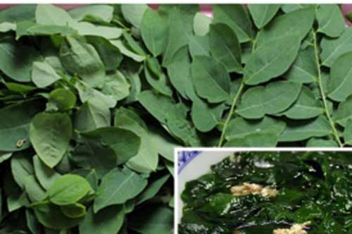 Đi chợ thấy rau ngót có dấu hiệu này chớ dại gì mà cố mua về, lỡ mua cũng bỏ ngay vì rất độc