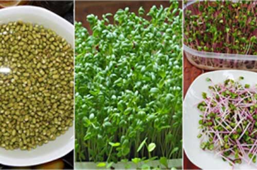 Mách mẹ cách trồng rau mầm bằng khăn giấy xanh mướt, giàu chất dinh dưỡng hơn thuốc bổ