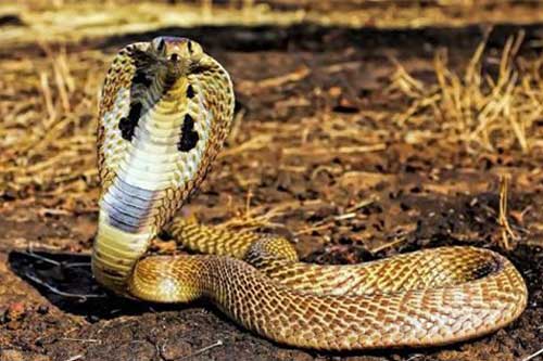 Giải mã giấc mơ thấy rắn: Điềm lành hay điềm hung?