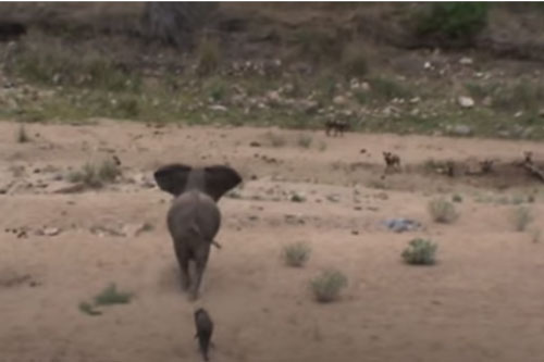 CLIP: Đàn chó hoang liều lĩnh săn con mồi "siêu to khổng lồ"