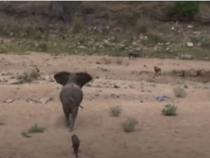 CLIP: Đàn chó hoang liều lĩnh săn con mồi "siêu to khổng lồ"