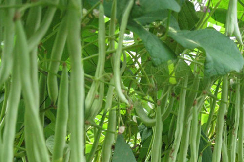 CLIP: Hướng dẫn trồng đậu cô ve đơn giản tại nhà