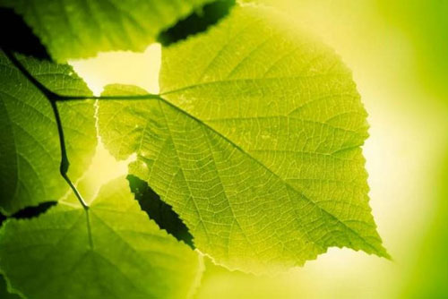 Sẽ ra sao nếu cơ thể chúng ta có thể tổng hợp thức ăn giống như thực vật