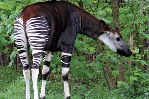 Okapi.