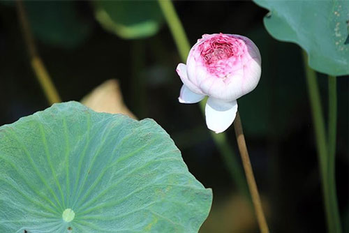 Đến thăm nơi bảo tồn các loài sen quý hiếm nhất của Việt Nam