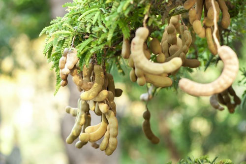 Loại quả tốt hơn 'nhân sâm Hàn Quốc' được cả thế giới săn lùng nhưng người Việt Nam lại 'bỏ quên'