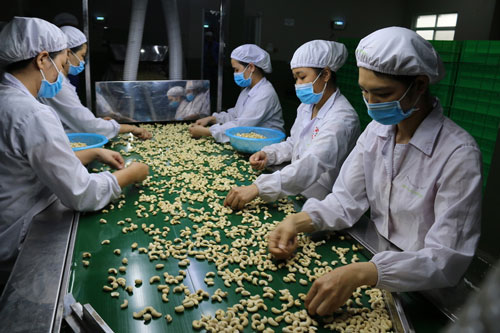 Xuất khẩu điều chớ vội mừng sớm?