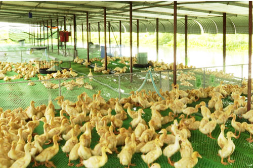 Tây Ninh: Hiệu quả từ nuôi vịt trên sàn lưới