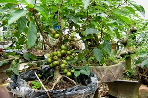 Chưa có cây này trong nhà bạn hãy trồng ngay nếu không có thể sẽ hối hận cả đời