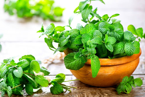 7 cây xanh trong nhà 'chuyên trị' kiến ba khoang