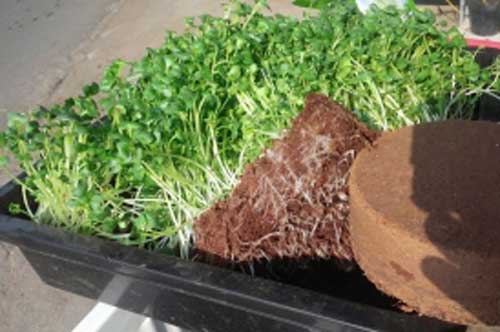 Những cách trồng rau mầm không cần đất đơn giản nhất