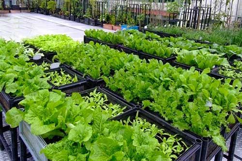 Cách chống thấm sân thượng, ban công khi trồng rau, nuôi cá