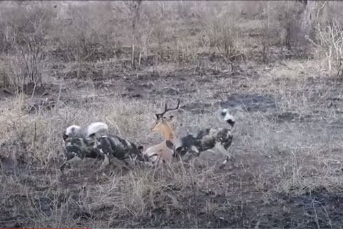 CLIP: Linh dương Impala chết thảm dưới nanh vuốt đàn chó hoang