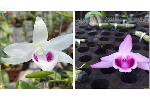 Cảnh báo người mua về “trái đắng” từ lan đột biến giá tiền tỉ