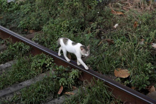 Mèo ‘buôn lậu ma túy' trốn thoát khỏi nhà tù Sri Lanka