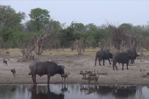 CLIP: Trâu rừng chạm mặt đàn chó hoang và cái kết