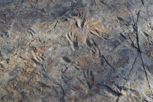 Khám phá loài cá sấu 'quái vật', đi bằng 2 chân như khủng long