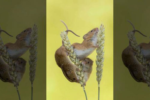 Ảnh đàn chuột đồng ngồi vắt vẻo trên cành lúa mì cực dễ thương