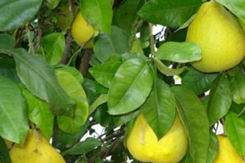 Nếu không có cây này trong nhà bạn có thể sẽ hối hận vô cùng