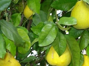 Nếu không có cây này trong nhà bạn có thể sẽ hối hận vô cùng