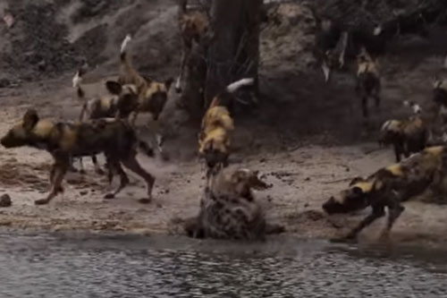 CLIP: Đàn chó hoang kéo nhau tới tấn công linh cẩu