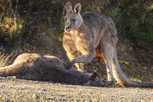 Kangaroo đau khổ vuốt ve bạn đời bị ô tô cán chết