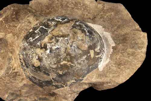 Tìm thấy trứng khổng lồ của loài thủy quái Nam Cực