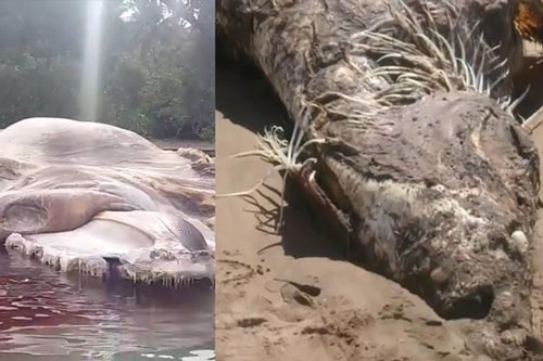 Những sinh vật ‘ngoài hành tinh’ kỳ quái từng được con người phát hiện